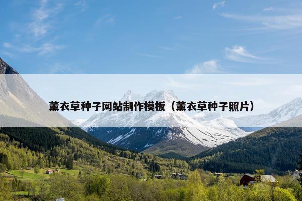 薰衣草种子网站制作模板（薰衣草种子照片）