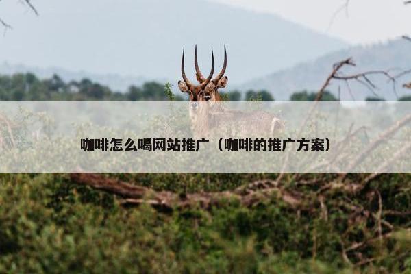 咖啡怎么喝网站推广（咖啡的推广方案）